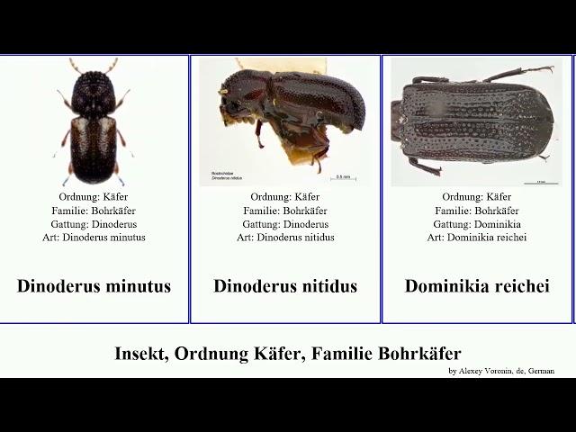 Insekt, Ordnung Käfer, Familie Bohrkäfer lichenophanes dinoderus insect minutus linearis bicornis