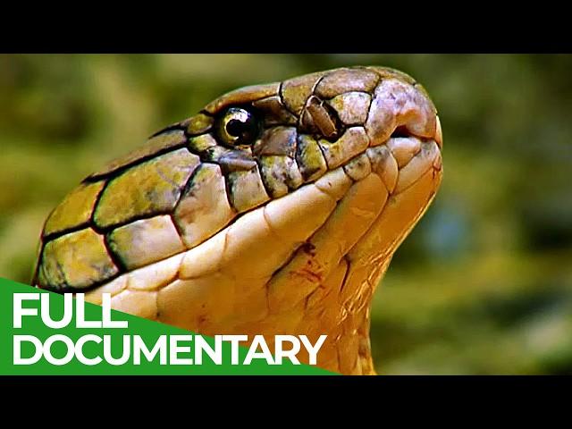 Wild Indonesia | Episode 1: Islands of Monsters | Free Documentary