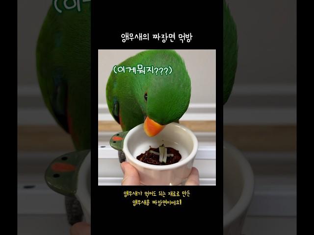 [지구젤리] 앵무새의 짜장면 먹방 / 의심많은 앵무새와 뭐든 잘 먹는 앵무새 / parrot noodle mukbang