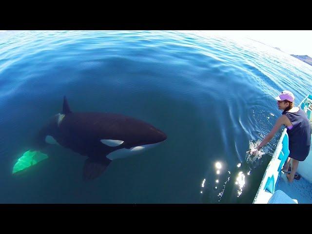 Unique Orca encounter in the Sea of Cortez...Bahia de los Angeles, Mexico.