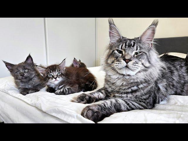 Dad Cat Meets His Kittens For the First Time!