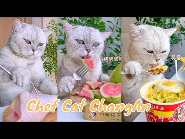 【Chef Cat ChangAn】A week’s recipe for you  #FunnyCatVideos #CatCookingShow