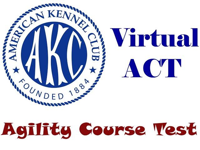 AKC virtual ACT 1 Jumpers, Round B