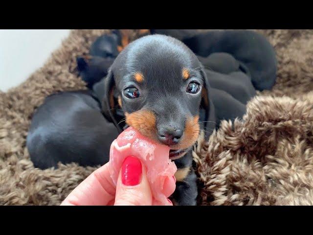 Dachshund puppy loves raw meat.