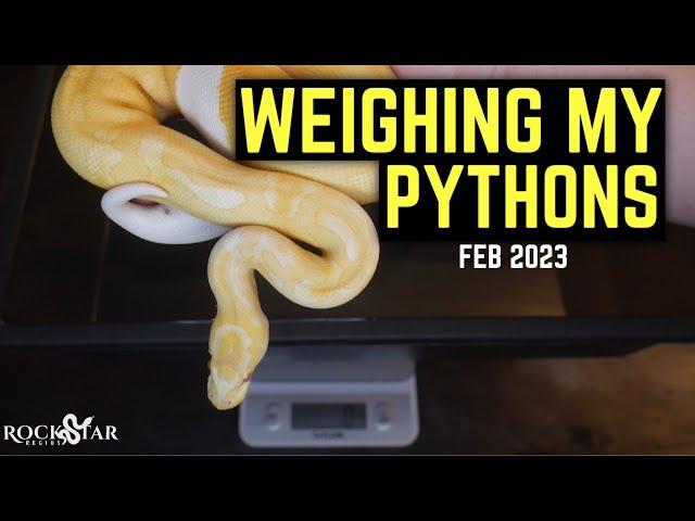 Weighing my Ball Pythons! Checking for Growth