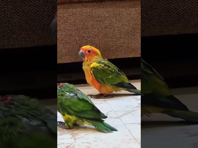 My Lovely Rainbow lorikeet chick and Sun conure chicks playing together ️ 