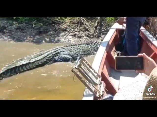 Giant Black Caiman