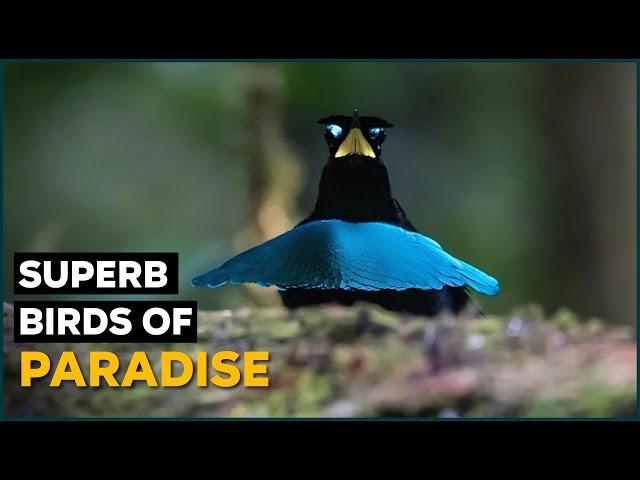 Vogelkop Bird  Superb Bird of Paradise | Nature Nuggets