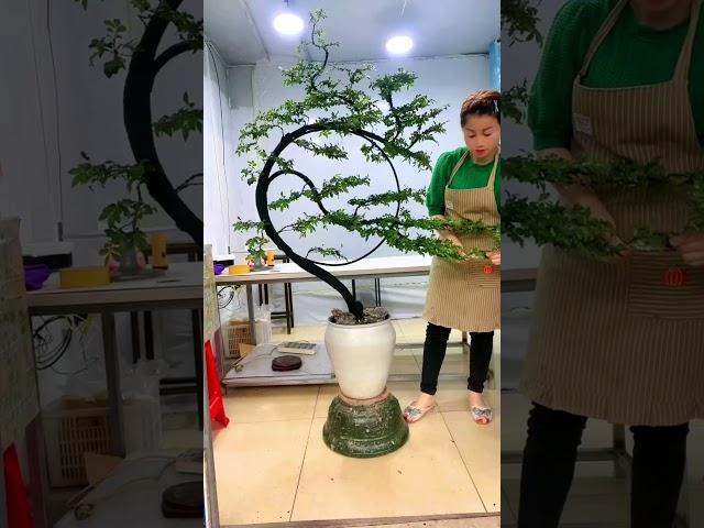 Thán phục kỹ thuật tạo dáng bonsai #bonsaitips #bonsaitutorial (P.125)