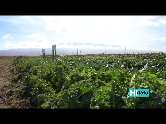 Local farm works to create efficient food sustainability for Hawaii | HI Now