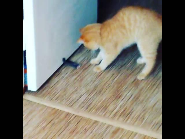 Наш забавный кот