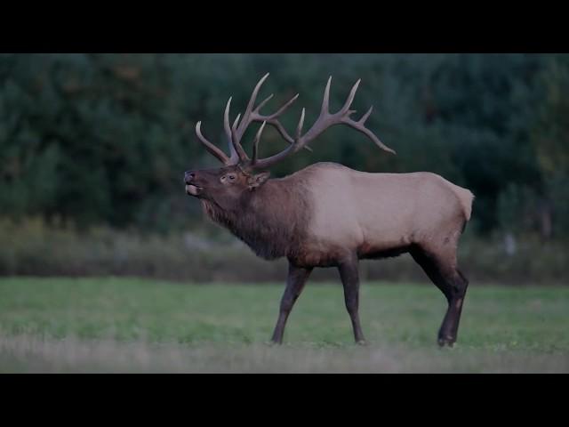 Elk Bugle Sound