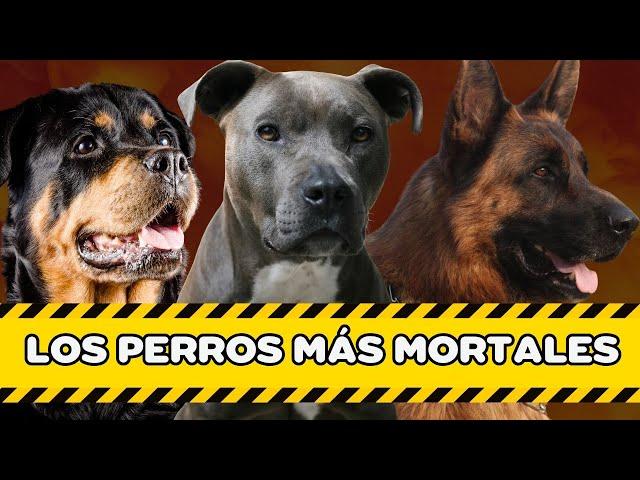 LAS 10 RAZAS DE PERROS MÁS PELIGROSAS (NÚMERO DE MUERTES)