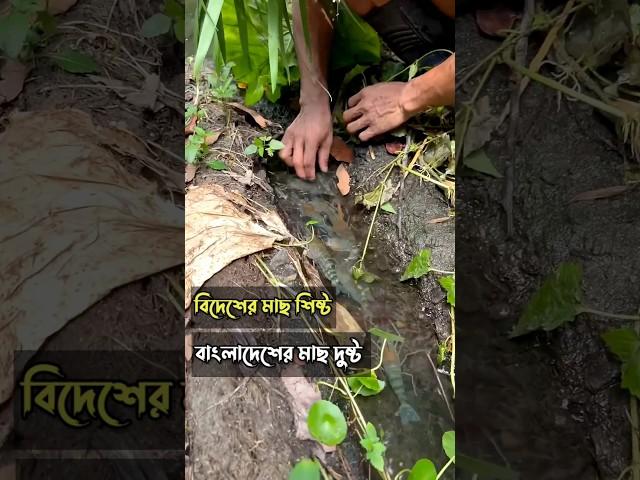 বিদেশের মাছ গুলো এত শান্ত শিষ্ট কিন্তু বাংলাদেশের মাছ  । #shorts #trending #fishing #fishingvideo