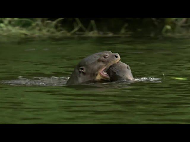 Otter Family Defeats Caiman in an Incredible Fight | BBC Earth