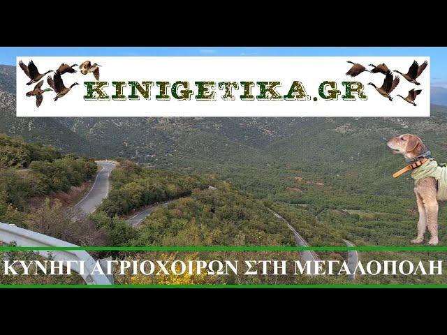 ΚΥΝΗΓΗΤΟ ΑΓΡΙΟΓΟΥΡΟΥΝΟΥ