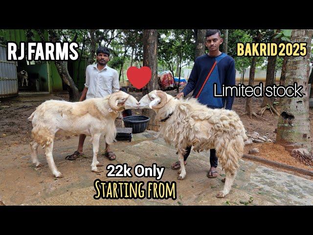 Bakrid 2025 RJ Farms Low Budget 9845984543 Amingad Sheep Available in Bangalore E-City