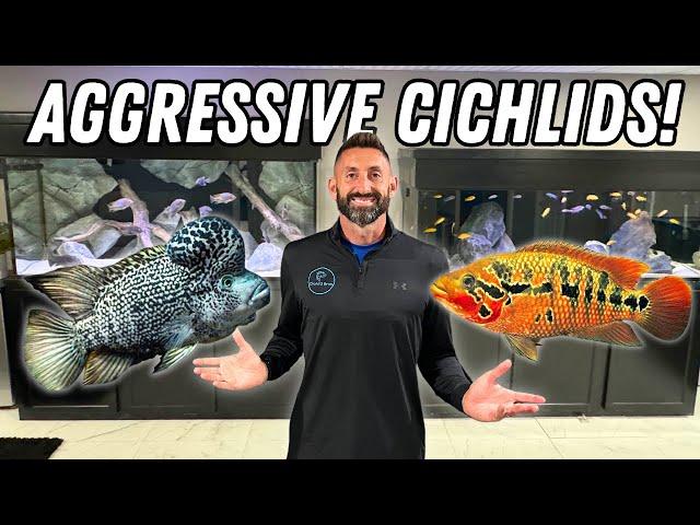 Adding AGGRESSIVE MONSTER CICHLIDS! Black Nasty Cichlid, Red Tiger Mota & Vieja Argentea