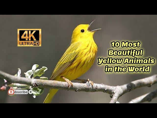 The 10 Most Beautiful Yellow Animals in the World 4K