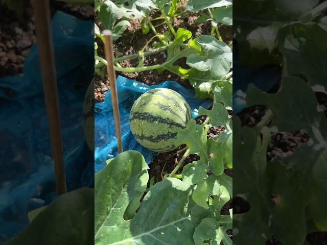 西瓜 watermelon mini 小西瓜 #流量 #travel #watermelon #西瓜 #西瓜说剧 #西瓜視頻  #种植 #种植小技巧 #种植小技巧