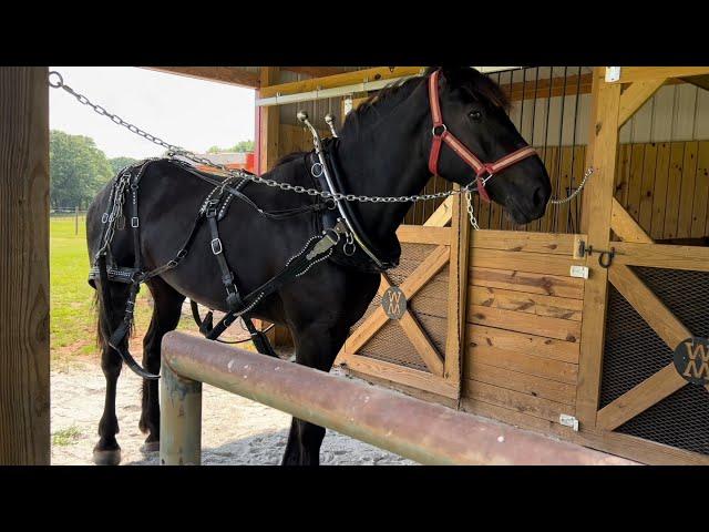 DRAFT HORSES // Making some improvements to horse barn