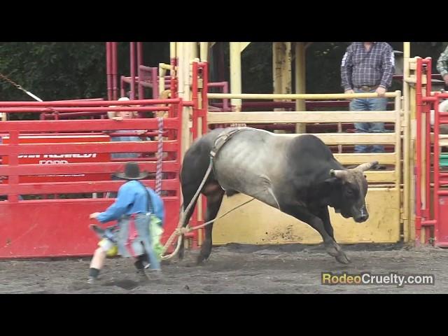 Liberty Pro Rodeo Caught Shocking Bulls