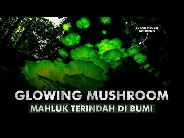 Bagaimana Jamur-jamur Ini Dapat Bersinar di Kegelapan? | Bioluminecent Fungi