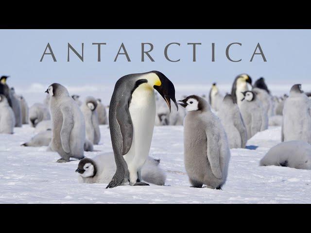 ANTARCTICA - Emperor Penguins & Trip to the South Pole (4K UHD)