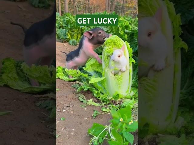 Animals Get Lucky Compilation #hypersanityanimals #entertainingpets #funnypets