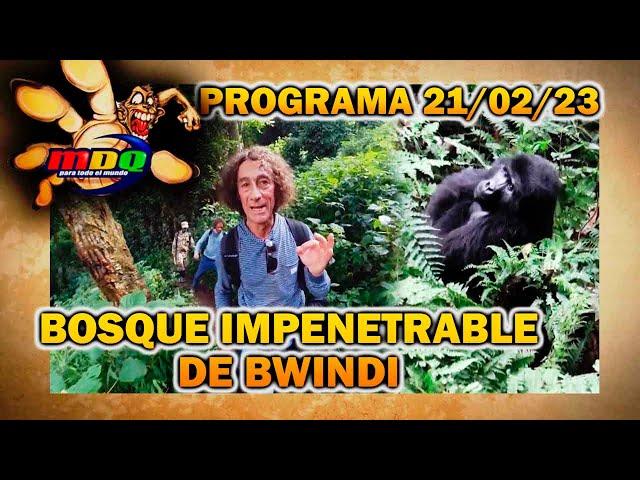 MDQ, para todo el mundo - Programa 21/02/23 - EL BOSQUE IMPENETRABLE DE BWINDI