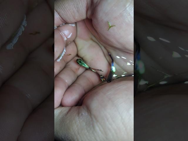 #guppyfish#pets#guppy#fishtank#fishkeeping#chandigarh#aquarium#guppies#petsvideo#petshorts