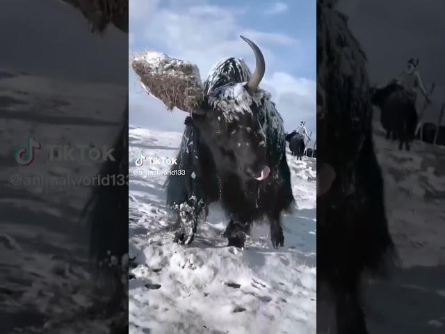 Yak