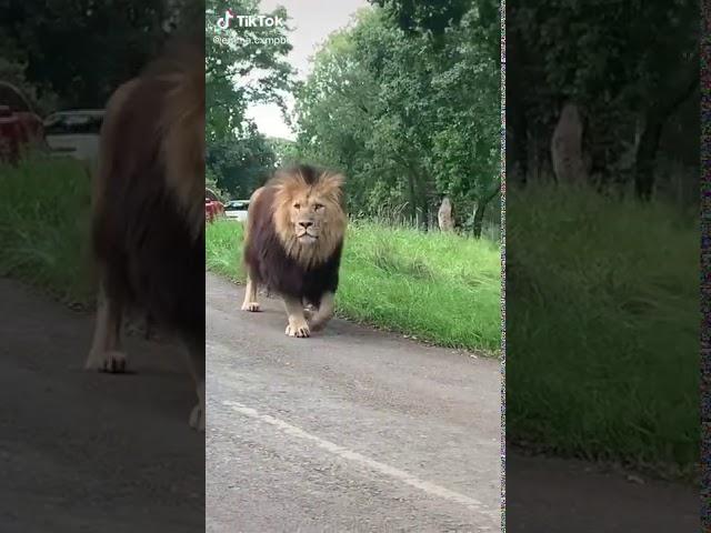 Pride Lion walking in road