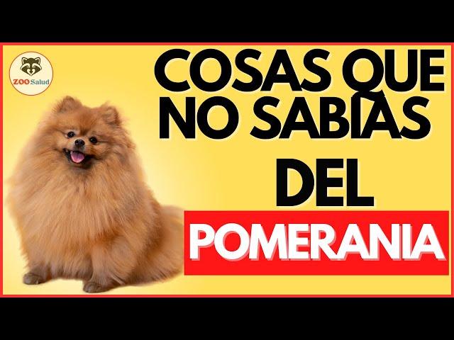 COSAS que no SABIAS de la Raza POMERANIA