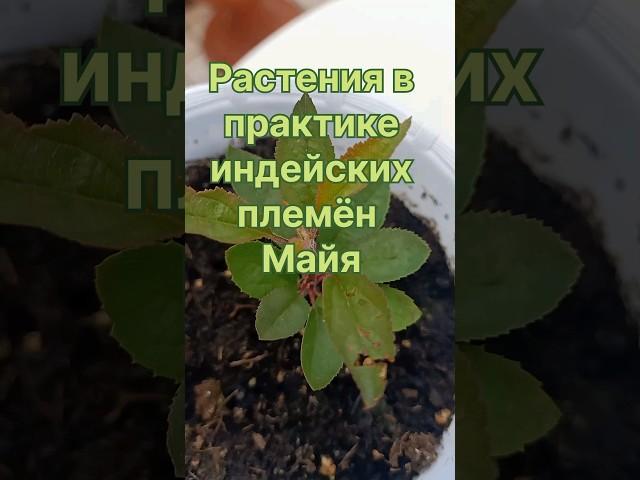 Магия индейских племён Майя  #магия  #растения  #рецепт
