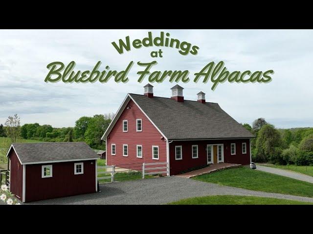 Weddings at Bluebird Farm Alpacas