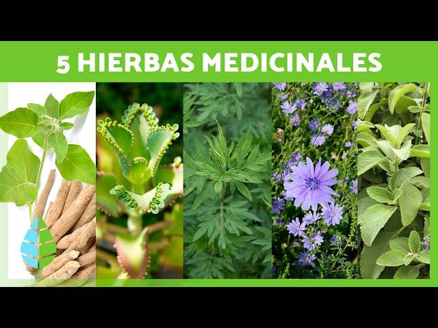 5 PLANTAS MEDICINALES y Para Qué Sirven  (Beneficios y Propiedades Medicinales)