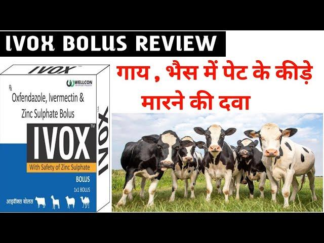 Ivox Bolus | Deworming for cows and Buffalo | ivox bolus review | deworming bolus for cattle | ivox