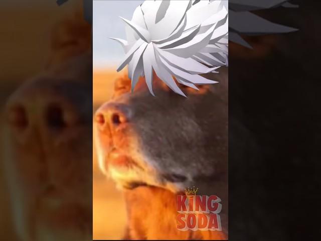 Don't Drop Anything Around Gojo Unless You Got a Job