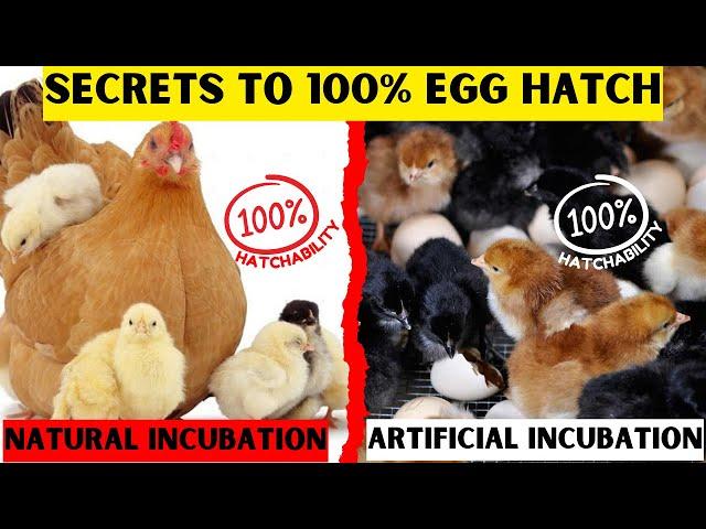 HATCHING EGGS HAS NEVER BEEN THIS EASY | HERE ARE THE SECRETS TO HATCH 100% CHICKS EVERY 21 DAYS