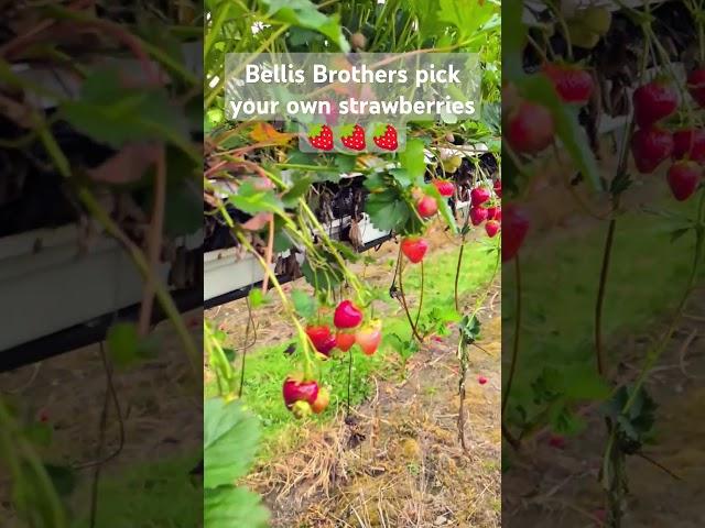 Pick Your Own Strawberries!  Fresh Summer Fruit Haul #PYO #Strawberries #Shorts