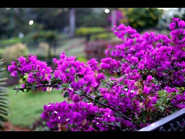 How to increase flowering in Bougainvillea