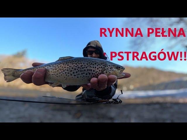 Znalazłem rzekę pełna ryb! Pstrągowe rozpoczęcie sezonu, Ardeny 2025!#fishing #pstrąg