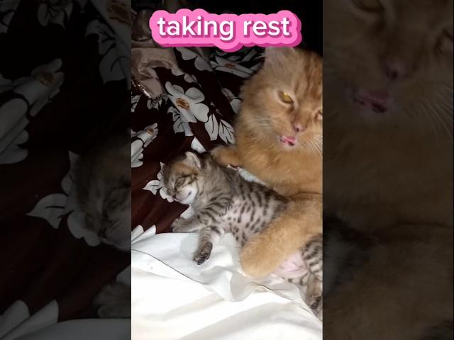 Cato helping her baby to sleep ||                                         #video #2024 #kitten #cat