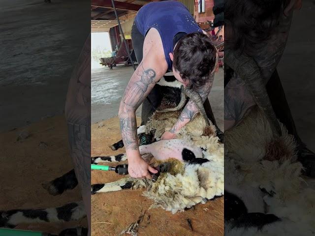 Not A Glamorous Shearing