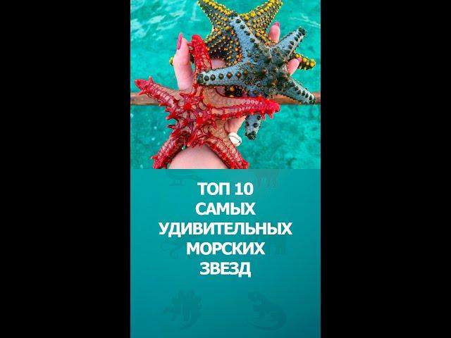 Топ 10 самых удивительных морских звезд #шортс #морскаязвезда #интересное #топ10 #shorts #комарик