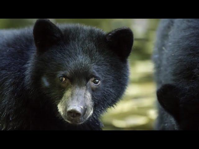 Mother Bear Teaches Cubs to Fish | BBC Earth