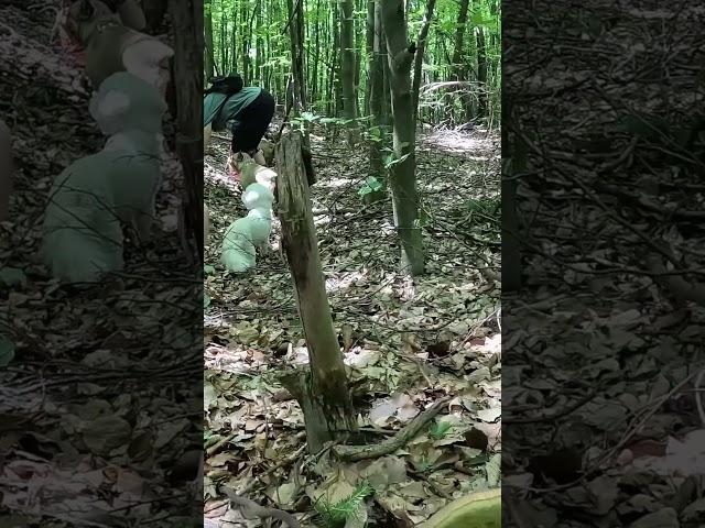 Знайшли гриби за запахом #funghi #mushroom