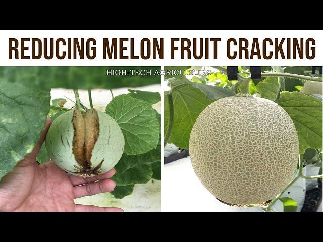 Reducing Melon Fruit Cracking (Cantaloupe) - Growing Melons For Newbie