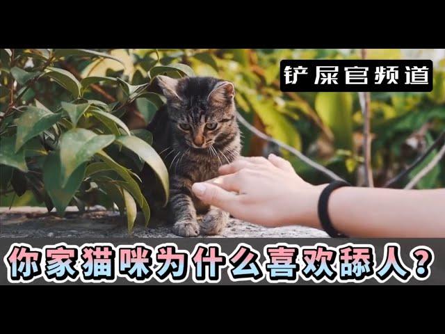 你家猫咪为什么喜欢舔人？是爱你到无法自拔了嘛？